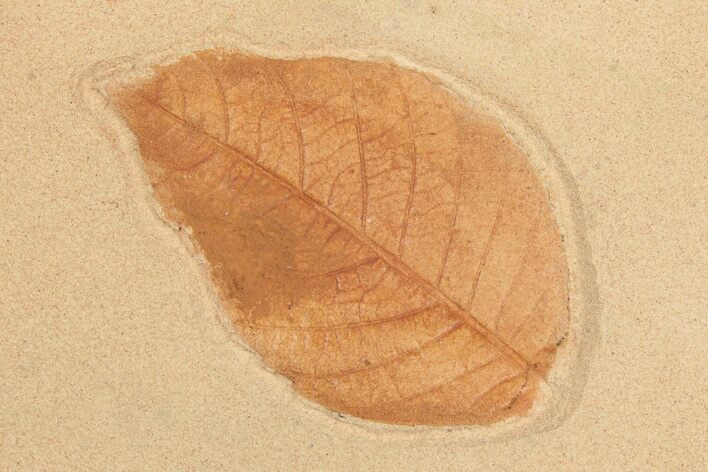 Orange Fossil Dogwood Leaf (Cornus) - Montana #189053